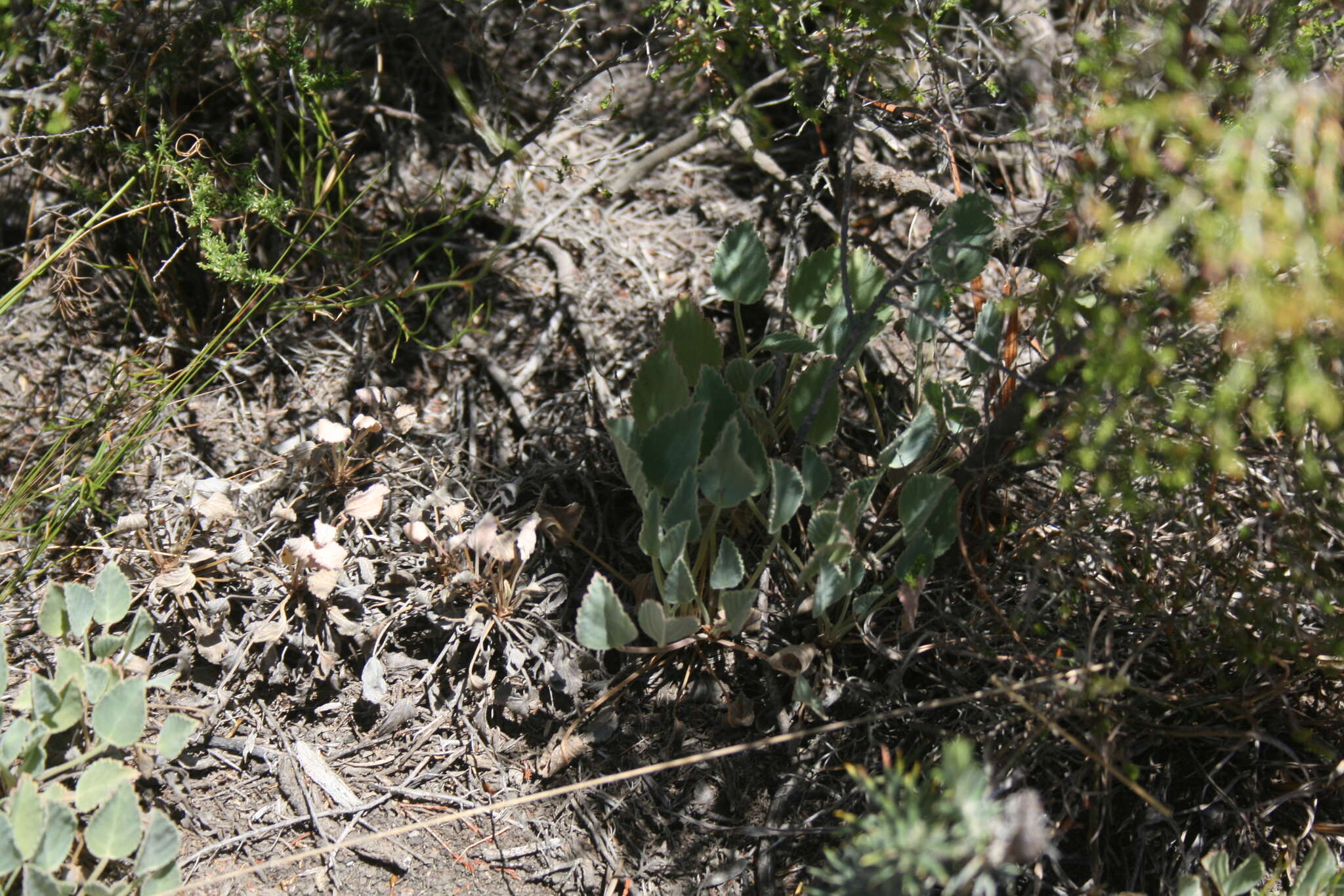 Image of Pelargonium ovale (Burm. fil.) L'Her.