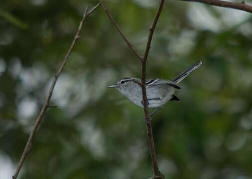 Image of Black-capped Antwren