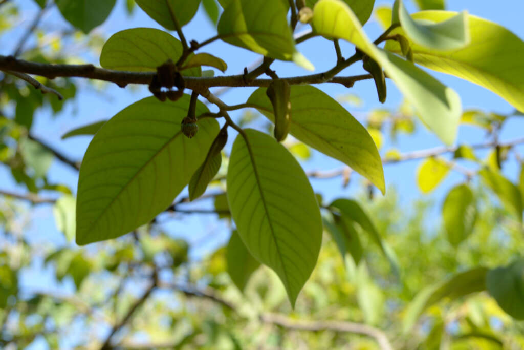 Plancia ëd Annona cherimola Mill.