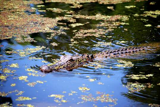 Image of alligators