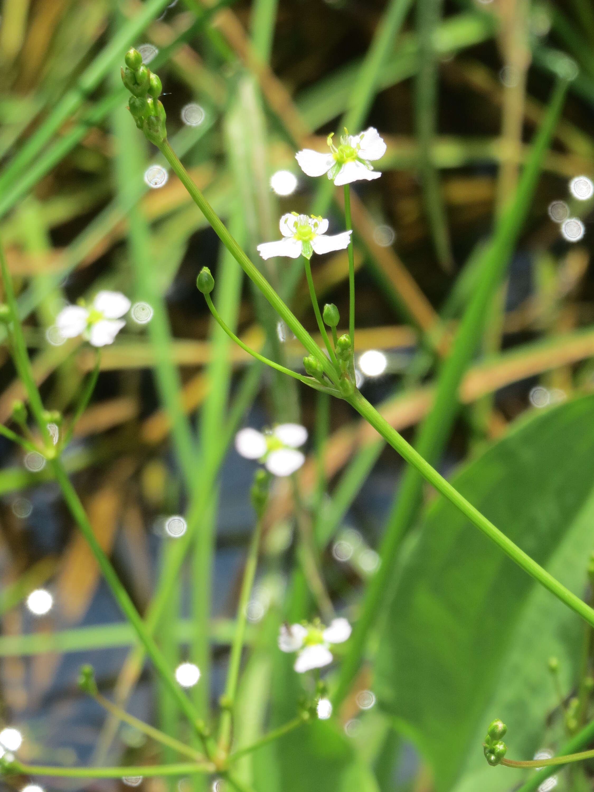 Image of Common Water-plantain