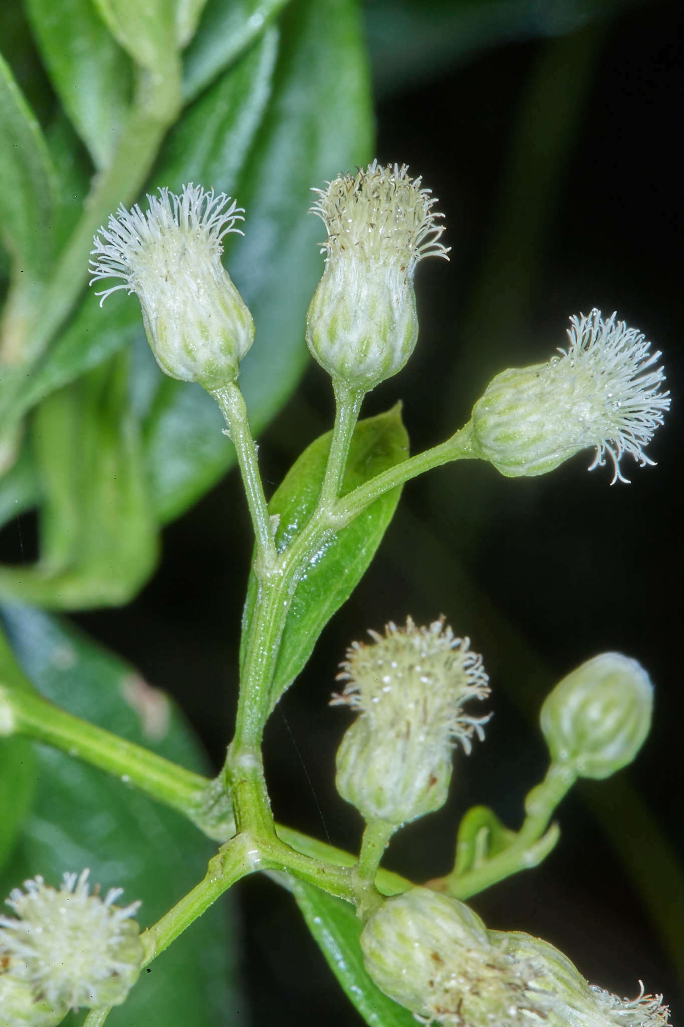 Image of Baccharis trinervis (Lam.) Pers.