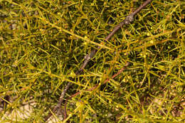 Image of Apatophyllum teretifolium A. R. Bean & L. W. Yessup