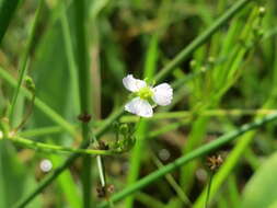 Image of Common Water-plantain