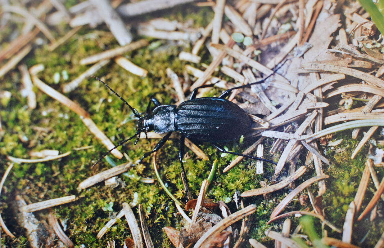 Carabus (Aulonocarabus) canaliculatus M. Adams 1812 resmi