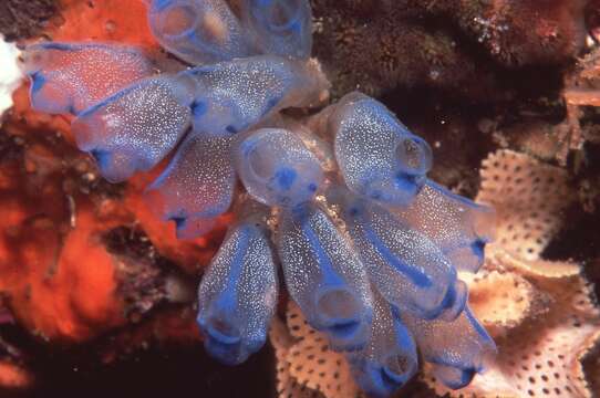 Image of Clavelina australis (Herdman 1899)