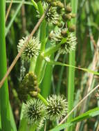 Image of European bur-reed