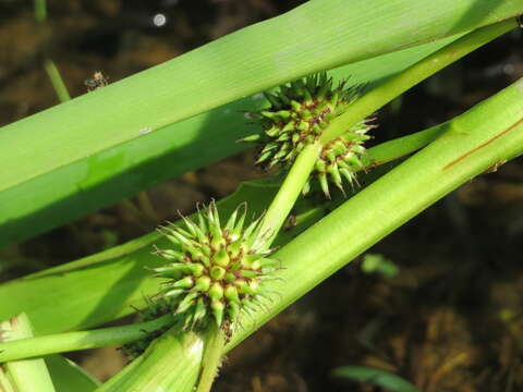 Image of European bur-reed