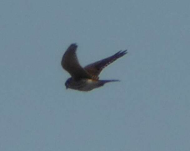 Image of Little Sparrow Hawk