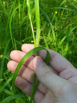 Image de Carex atherodes Spreng.