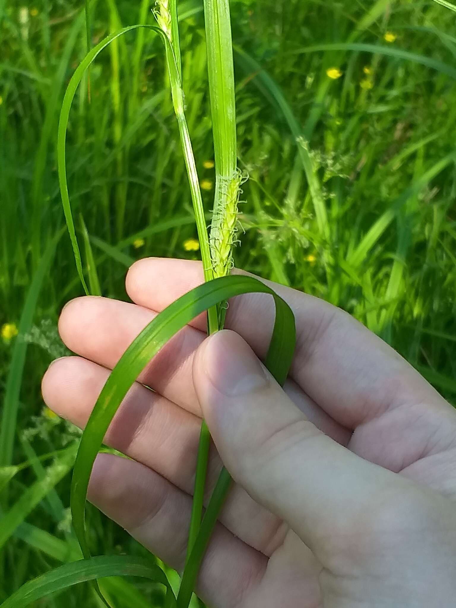 Imagem de Carex atherodes Spreng.