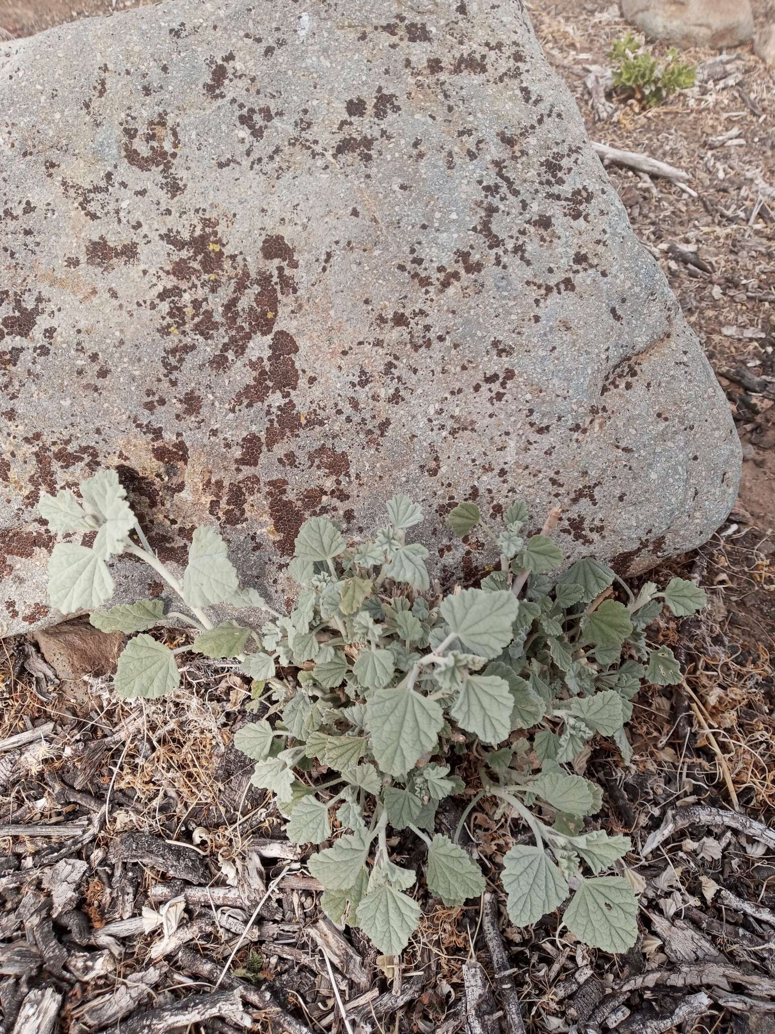 Слика од Sphaeralcea obtusiloba (Hook.) G. Don