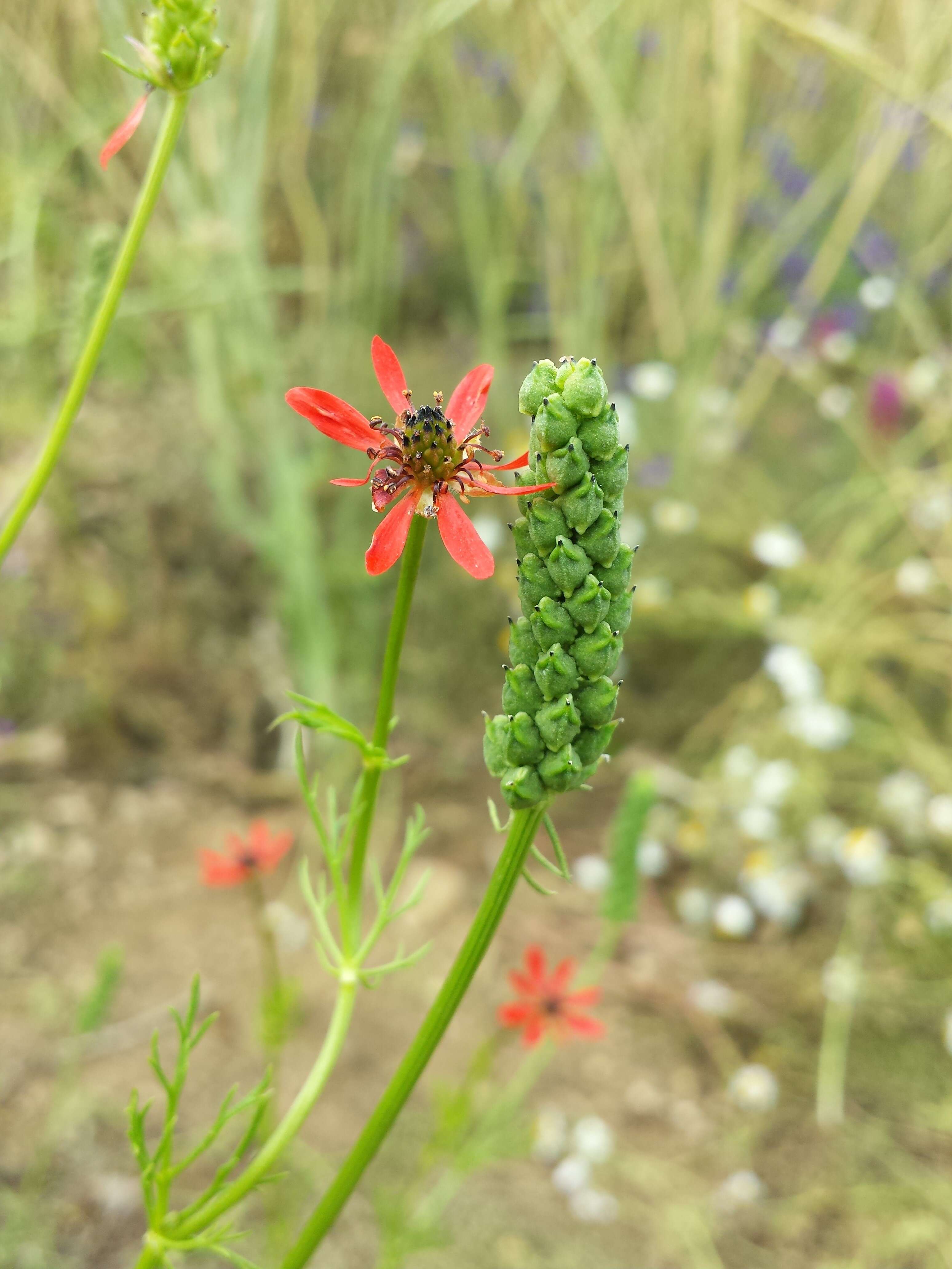 Image of flame adonis