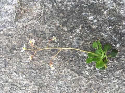 Image of Saxifraga cuneifolia L.