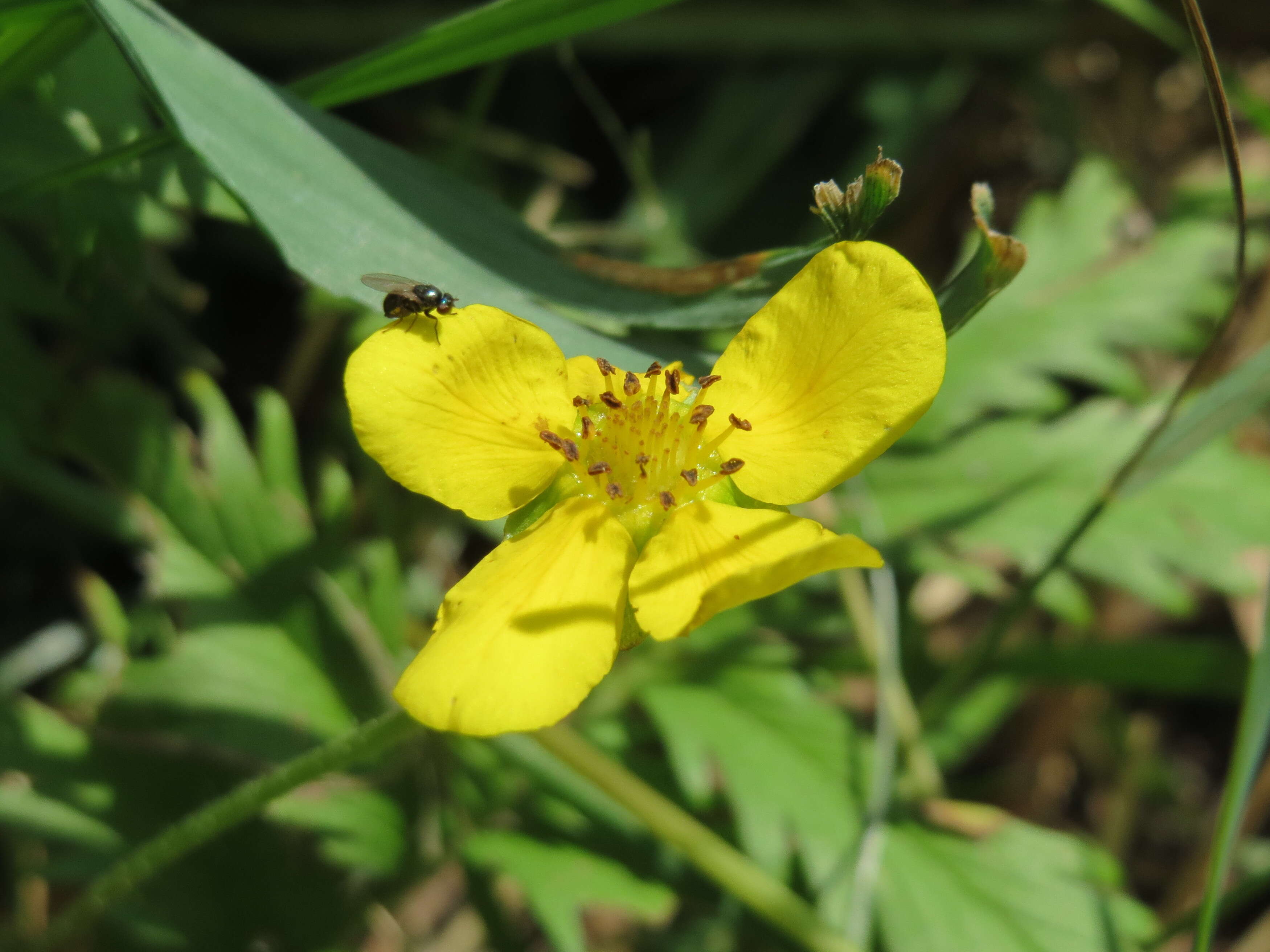 Image of silverweed cinquefoil