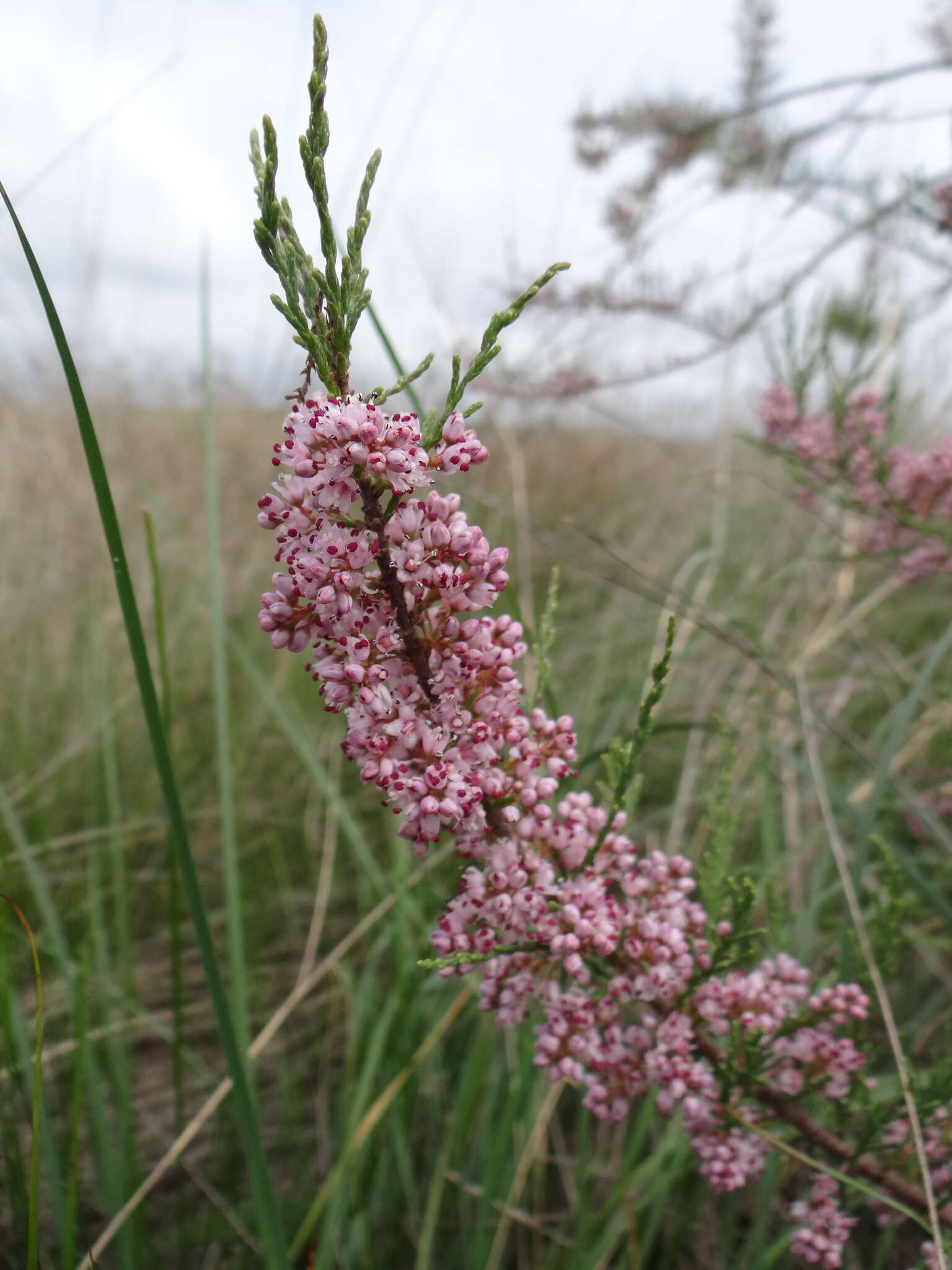 Image de Tamarix gracilis Willd.