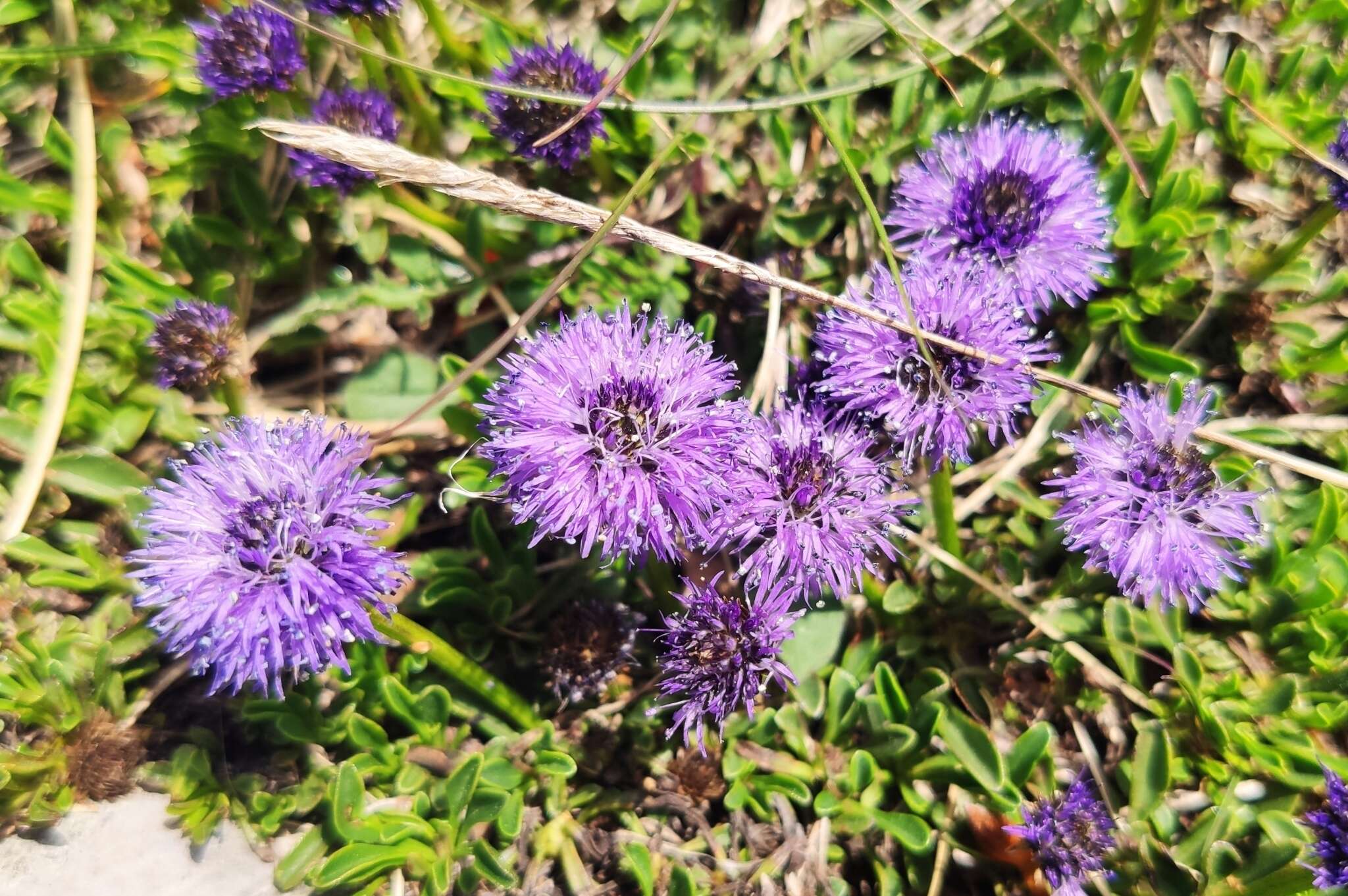 Image de Globularia meridionalis (Podp.) O. Schwarz