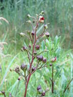 Imagem de Scrophularia nodosa L.