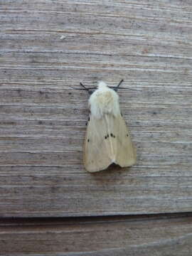 Image of Spilosoma lutea Hüfnagel 1766