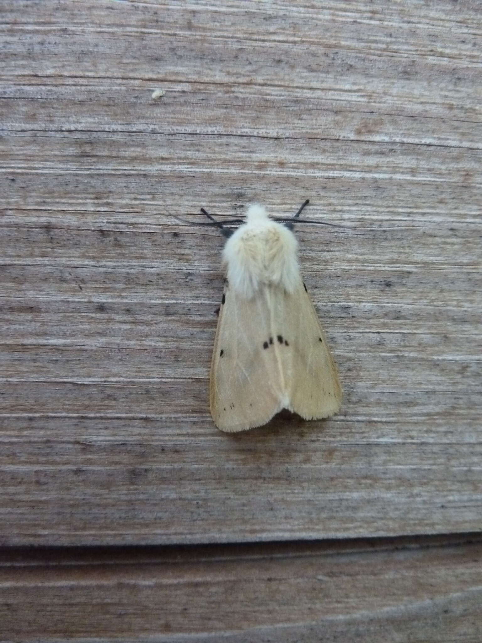 Spilosoma lutea Hüfnagel 1766 resmi