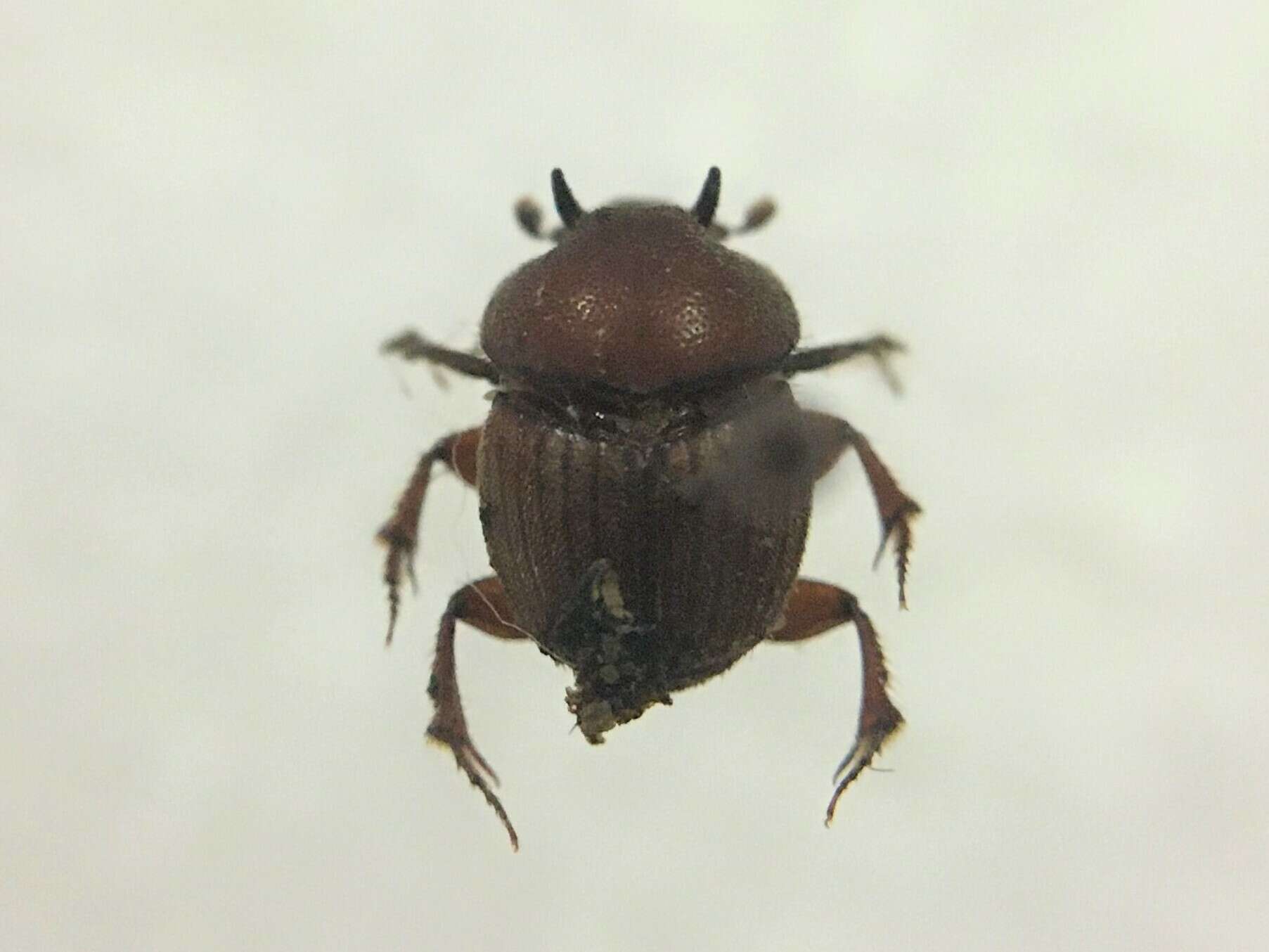 Sivun Onthophagus striatulus (Palisot de Beauvois 1809) kuva