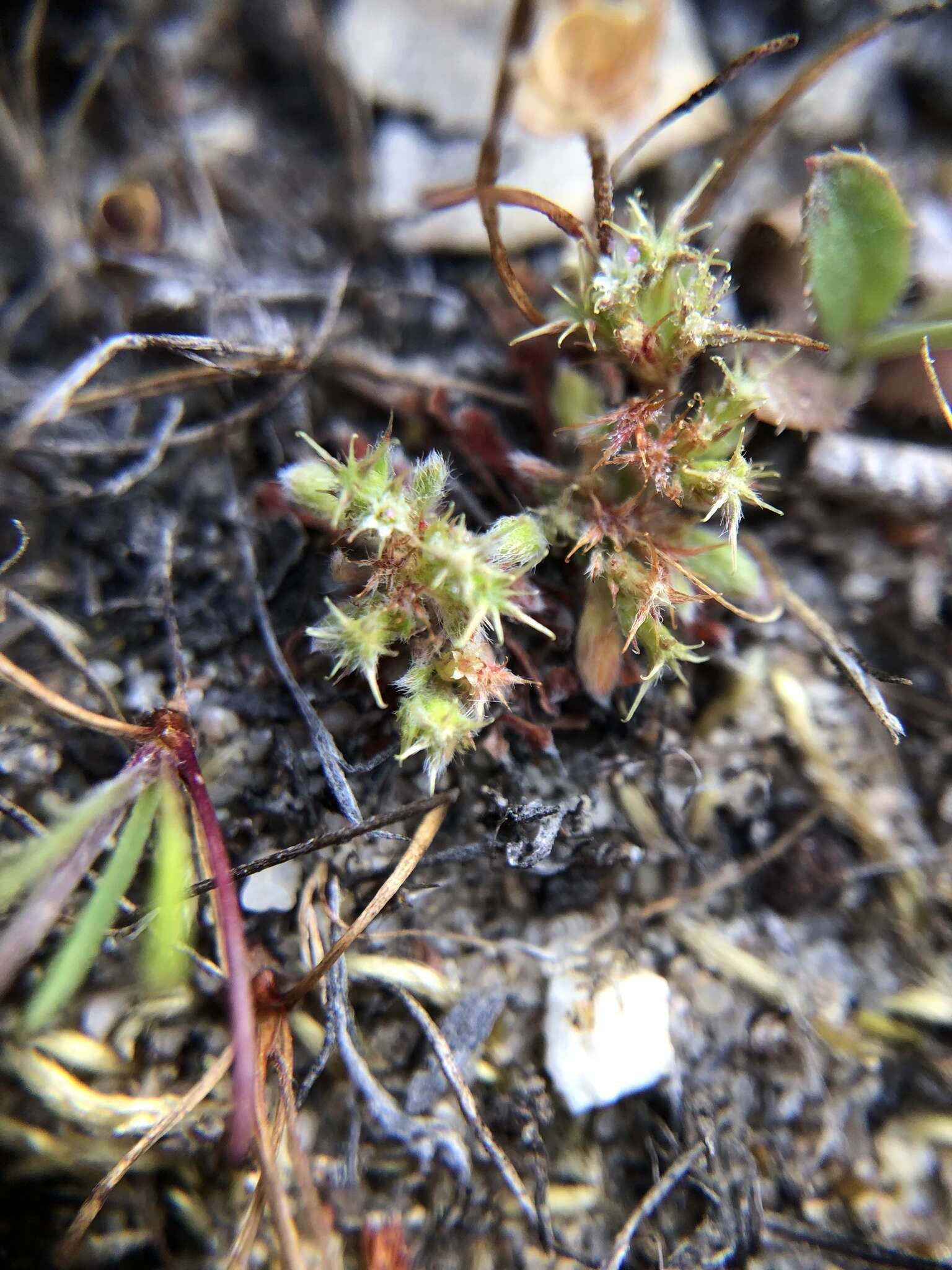 Image of Chorizanthe minutiflora R. Morgan, Styer & Reveal