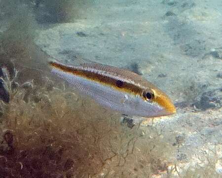 Sivun Lethrinus variegatus Valenciennes 1830 kuva