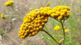 Слика од Achillea ageratum L.