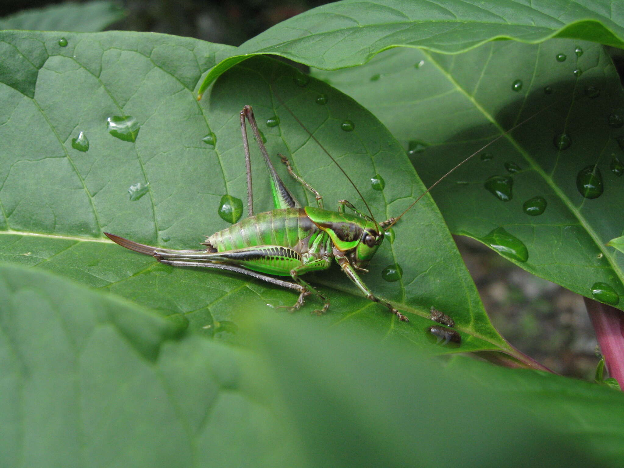 Image of Eupholidoptera tyrrhenica Allegrucci, Massa, Trasatti & Sbordoni 2014