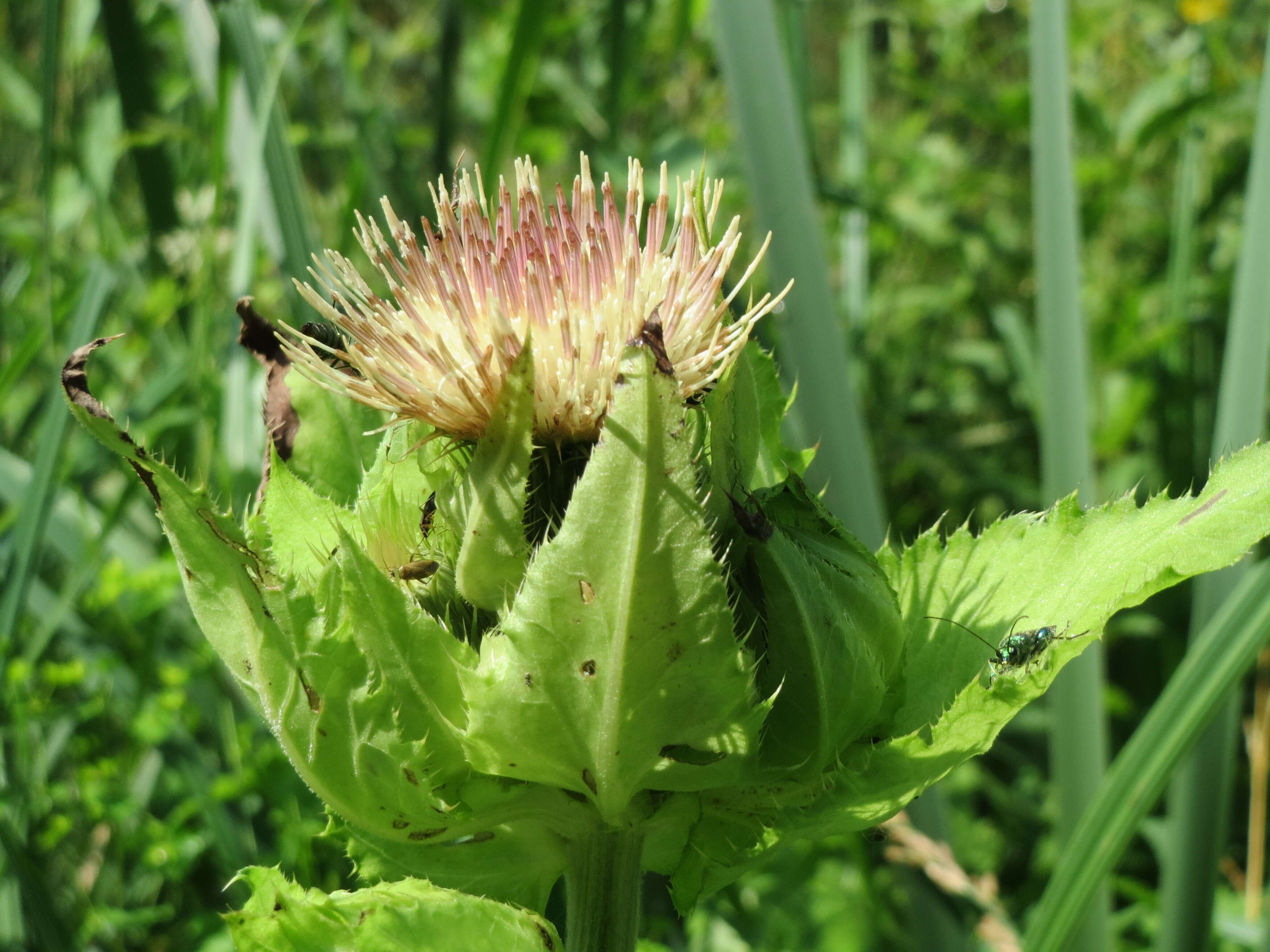 Image of Cabbage Thistle