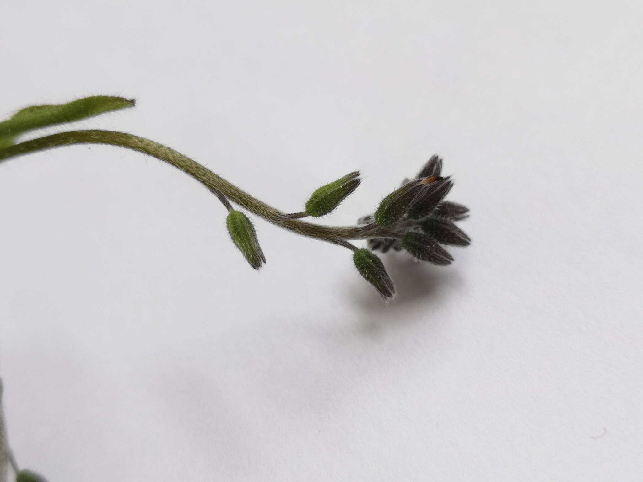 Image of Myosotis discolor subsp. dubia (Arrondeau) Blaise