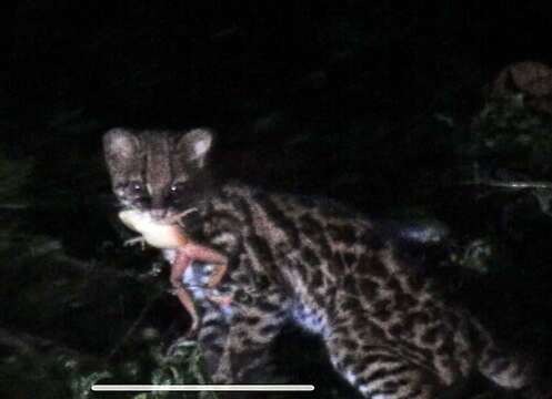 Image of little spotted cat