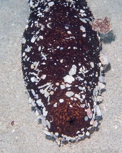 Image of Paradox Sea Cucumber