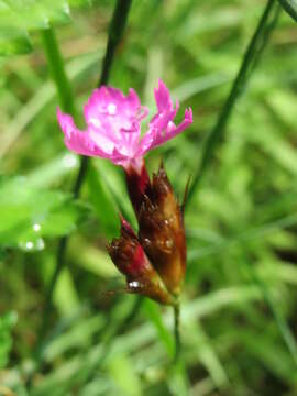 Image of carthusian pink