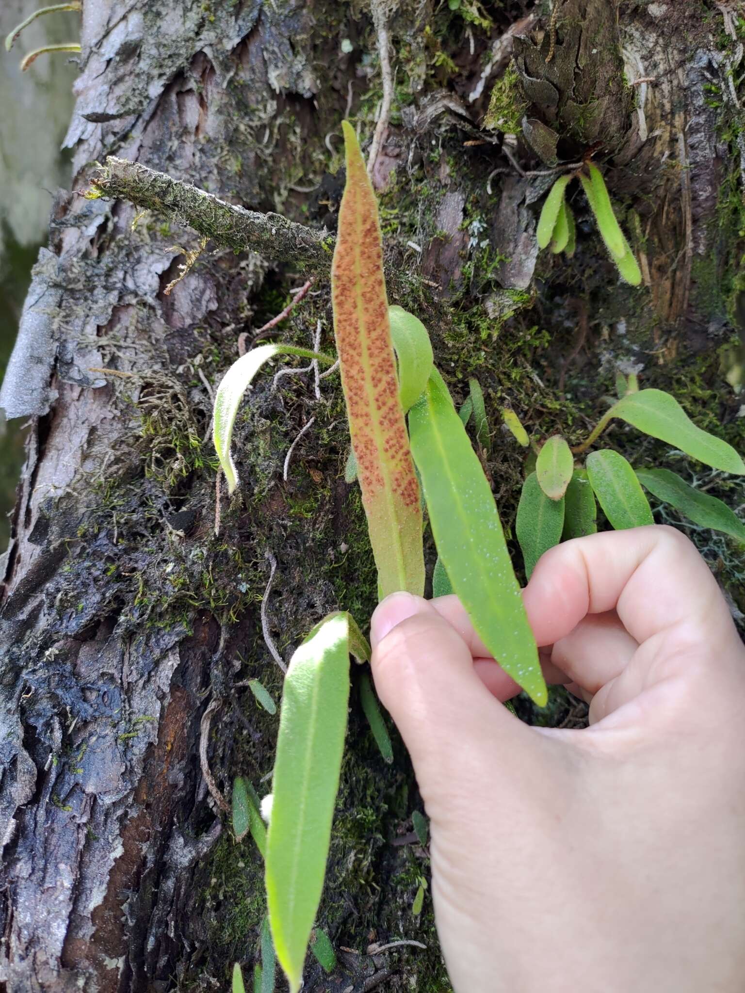 Слика од Pyrrosia davidii (Bak.) Ching