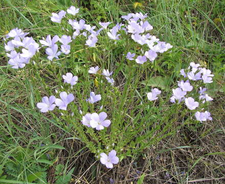 Imagem de Linum hirsutum L.