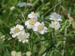 Image of Sneezeweed