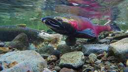 Image of Coho Salmon