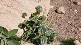 Image of broadleaf gilia