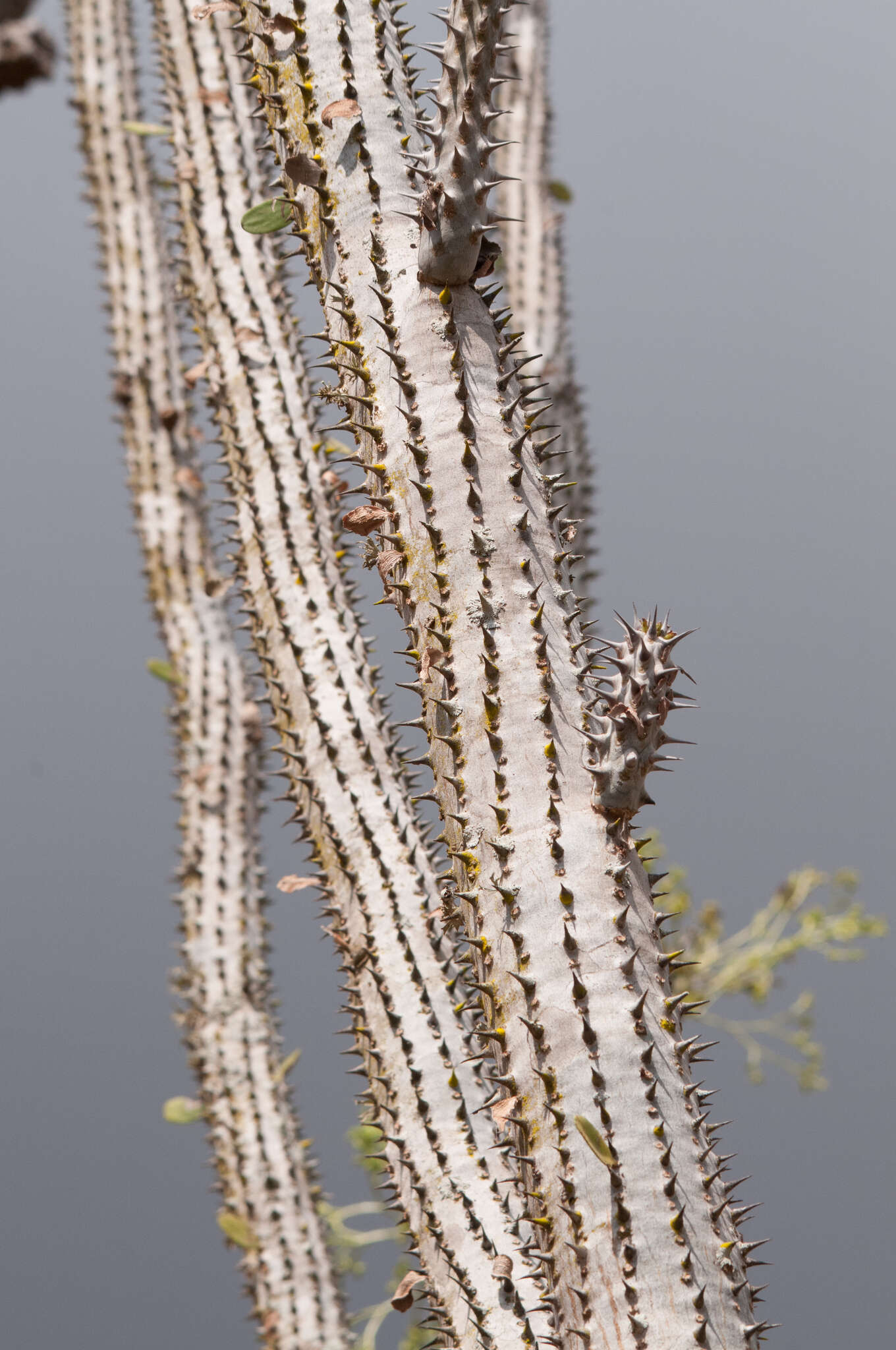 Image of Madagascan ocotillo