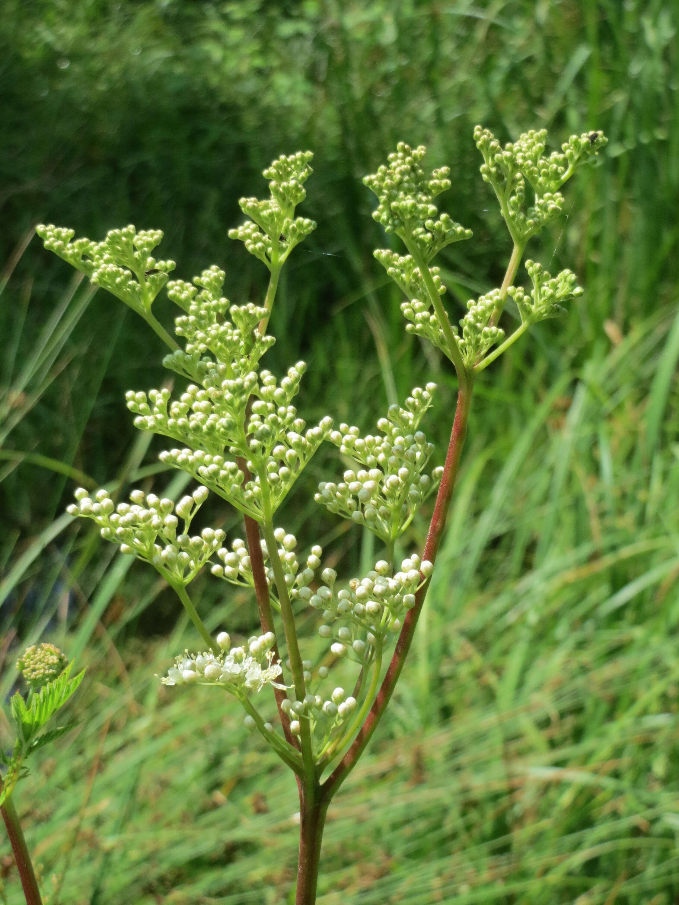 Image of Meadowsweet