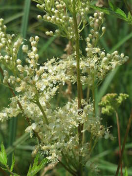 Image of Meadowsweet