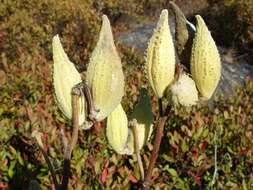 Image of common milkweed