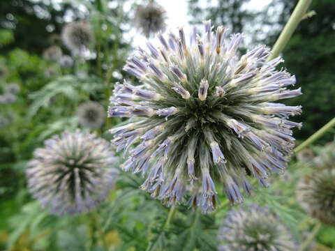 Image of Echinops bannaticus Rochel ex Schrad.