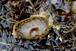 Image of mistaken cowrie