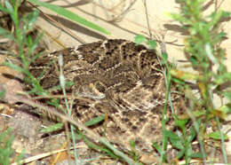 Image of Northern Pacific Rattlesnake