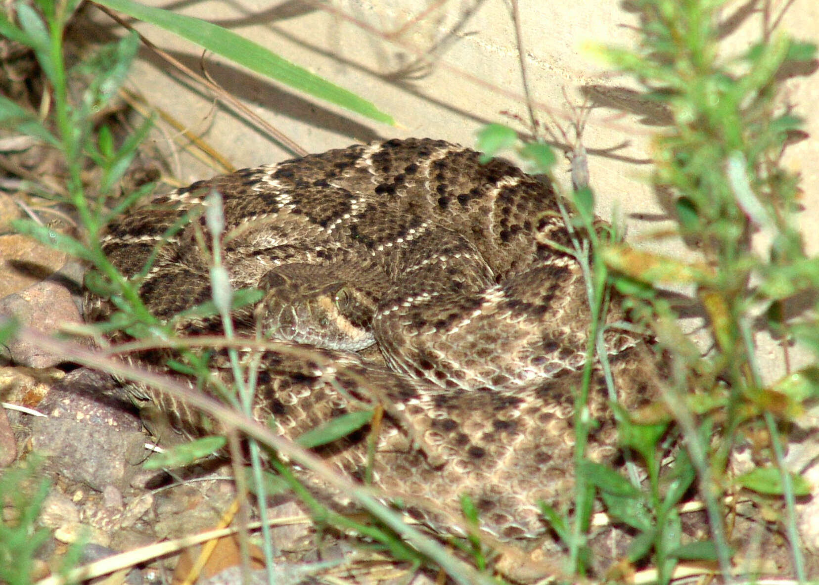 Image of Northern Pacific Rattlesnake