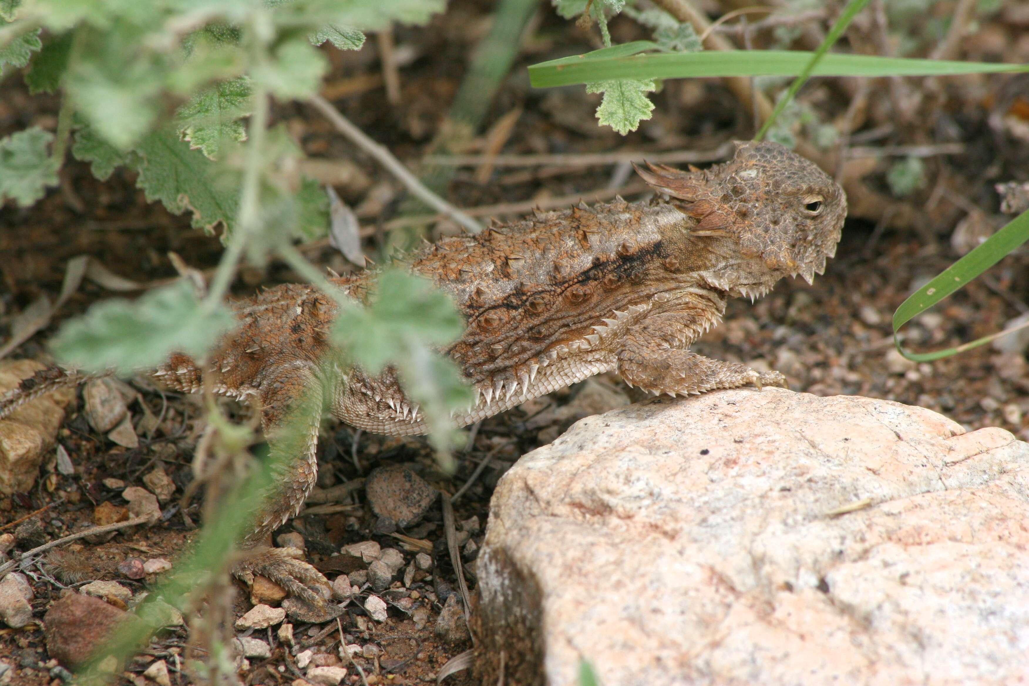 Image of Regal Horned Lizard