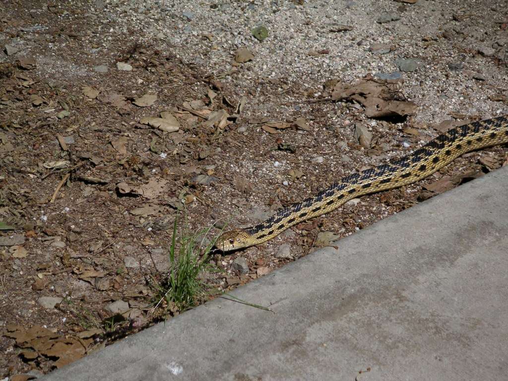 Pituophis catenifer catenifer (Blainville 1835)的圖片