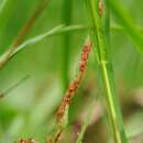 صورة Puccinia obscura J. Schröt. 1877